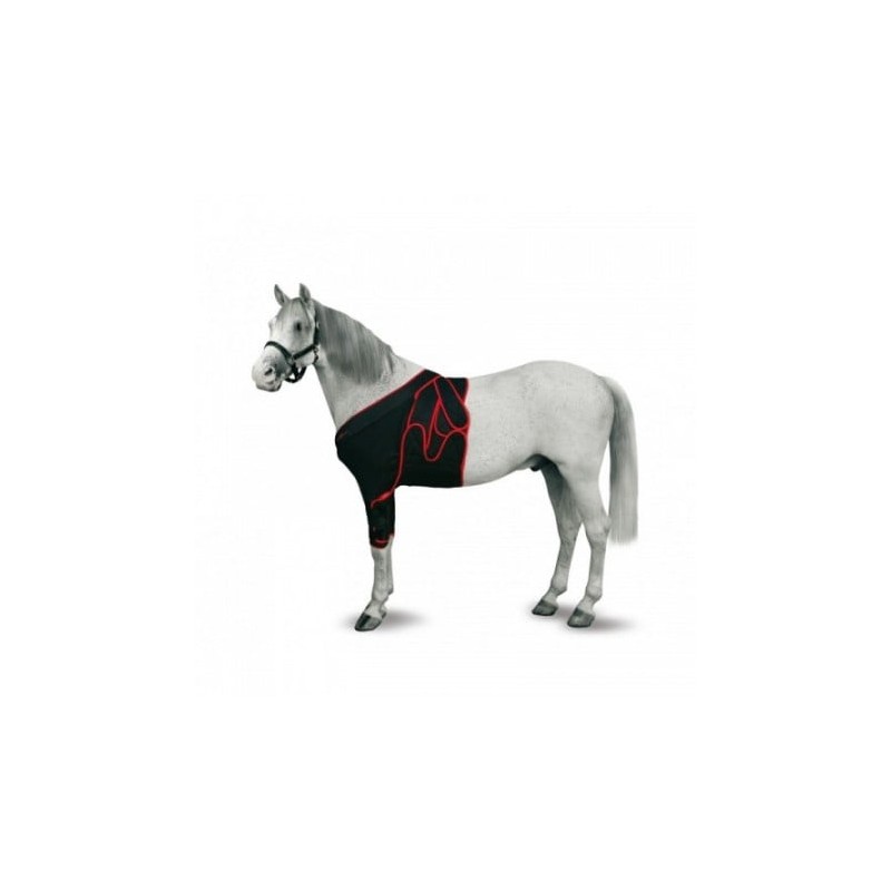 FAJA FRONTAL CABALLO T-S