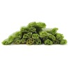 DENTAL CRUJIENTE ESPINACAS 500GR