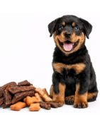 Snacks-Premios Perros.
