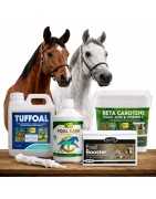 Potros y Cría Caballos | Alimentación y Cuidados | AnimalDream
