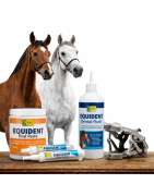 Odontología caballos